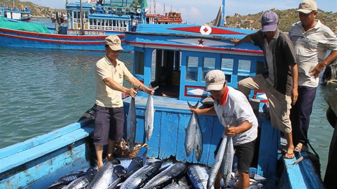 Ngư dân tỉnh Ninh Thuận khai thác hải sản. Nguồn: ITN